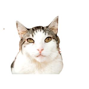A Beautiful Cat Being Gently Petted Indoors, Showcasing Love And Companionship. 18480 - Cat PNG image with transparent background